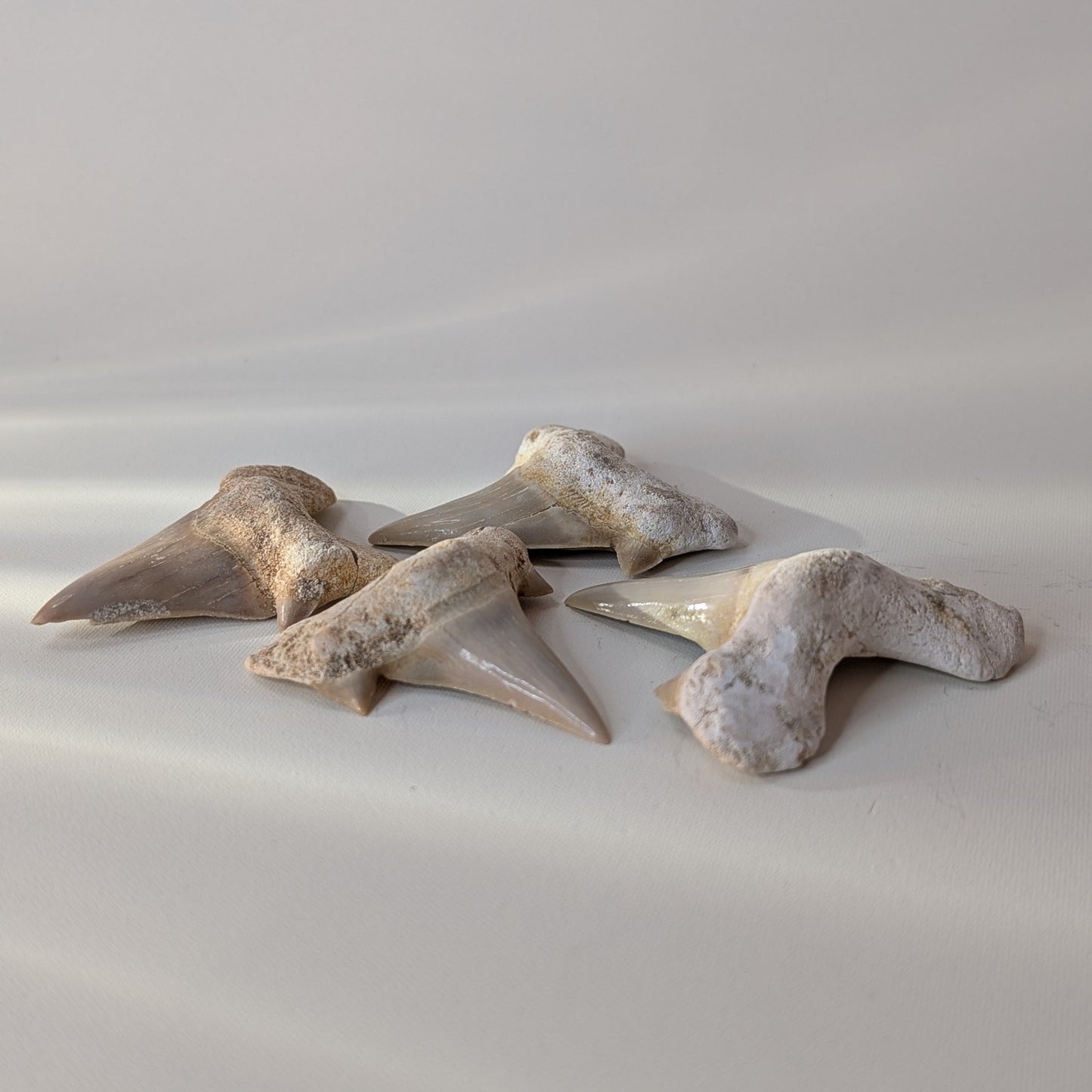 Otodus Shark Teeth