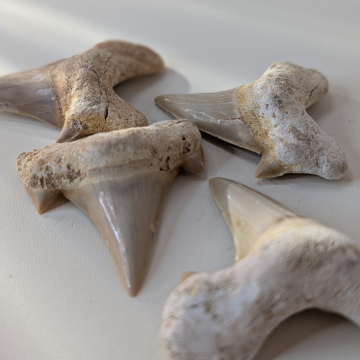 Otodus Shark Teeth