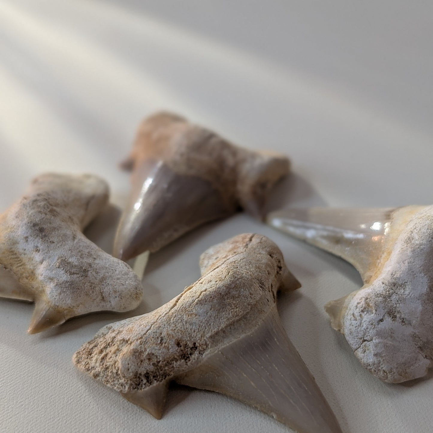 Otodus Shark Teeth