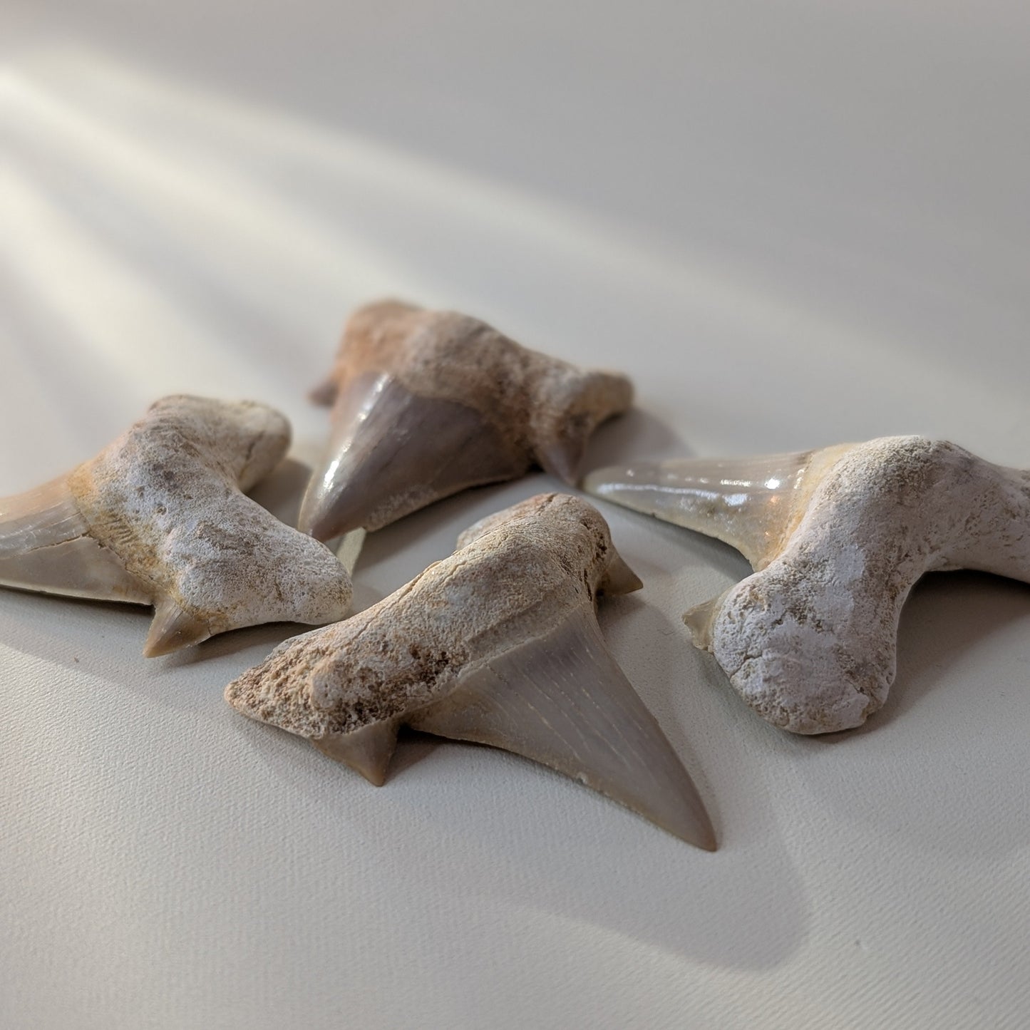 Otodus Shark Teeth