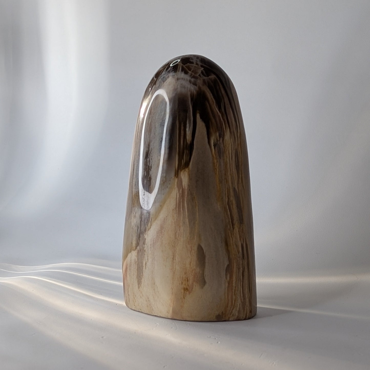 Petrified Wood